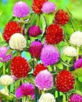 Gomphrena Flowers seeds