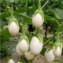 round white brinjal f1 hybrid 10-15 seeds