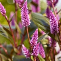 Celosia flowers seeds