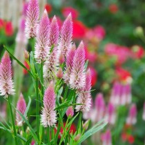 Celosia flowers seeds