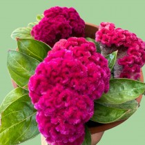 Cockscomb Flower seeds 
