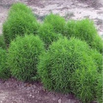 Kochia Plant seeds