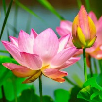 Lotus Flowers seeds