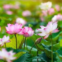 Lotus Flowers seeds