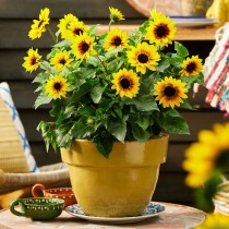 Sunflower Single Miniature Seed 