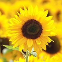 Sunflower Single Miniature Seed 