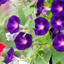 Morning Glory Flowers seeds