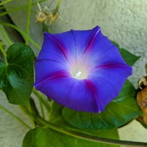 Morning Glory Flowers seeds