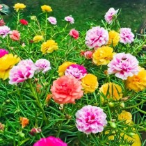 Portulaca Flowers seeds