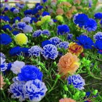 Portulaca Flowers seeds