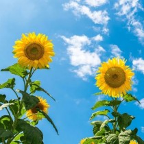 Sunflower seeds