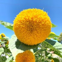 Sungold Flower seeds