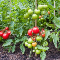 Arka apeksha tomato seeds
