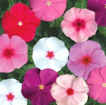 Vinca flower seeds