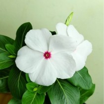 Vinca flower seeds