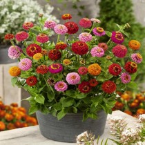 Zinnia Liliput Mixed Seed