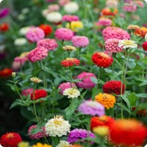 Zinnia Liliput Mixed Seed