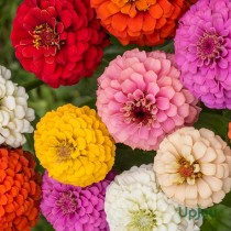 Zinnia Flowers seeds