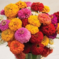 Zinnia Flowers seeds