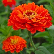 Zinnia Double Orange Seed