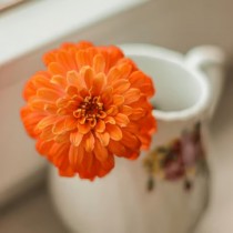 Zinnia Double Orange Seed