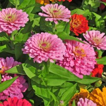 Zinnia Double Pink Seed