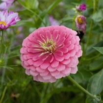 Zinnia Double Pink Seed