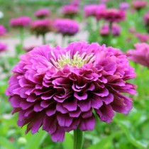 Zinnia Flower Seeds Purple Colour