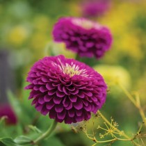 Zinnia Flower Seeds Purple Colour
