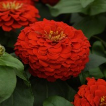 Zinnia Flower Seeds Scarlet Red Colour