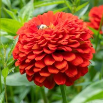 Zinnia Flower Seeds Scarlet Red Colour