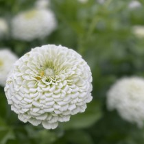 Zinnia Flower Seeds Double White Colour