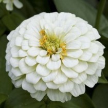 Zinnia Flower Seeds Double White Colour