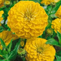 Zinnia Flower Seeds Yellow Colour