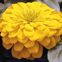 Zinnia Flower Seeds Yellow Colour