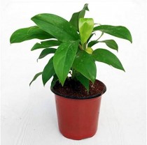 Philodendron Ceylon Green