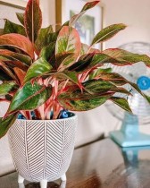 Aglaonema Lipstick Plant
