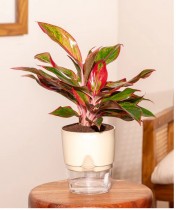 Aglaonema Lipstick Plant