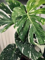 Monstera Thai Constellation