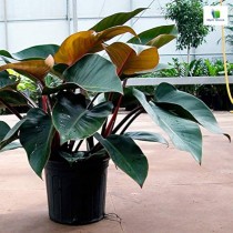 Philodendron Red Congo