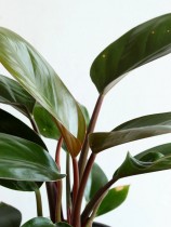 Philodendron Red Congo
