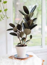Rubber Black Plant