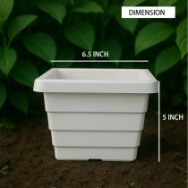 6 inch Orchid square pot white color