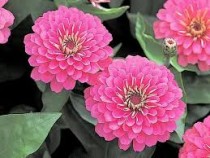 Zinnia Double Pink Seed