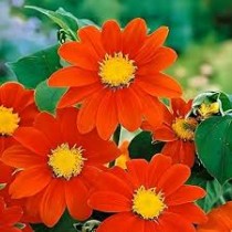 Tithonia Rainbow Mixed Seed