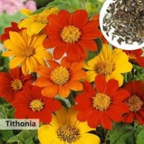 Tithonia Rainbow Mixed Seed