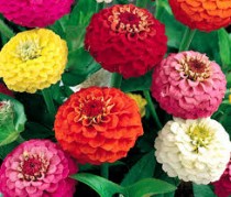 Zinnia Liliput Mixed Seed