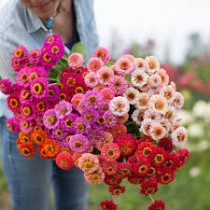 Zinnia Liliput Mixed Seed