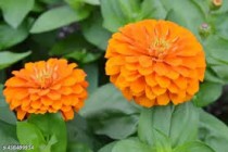 Zinnia Double Orange Seed