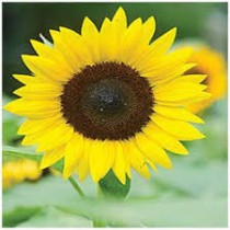 Sunflower Single Miniature Seed 